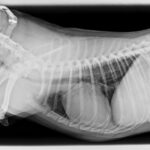 Radiologia-digital3