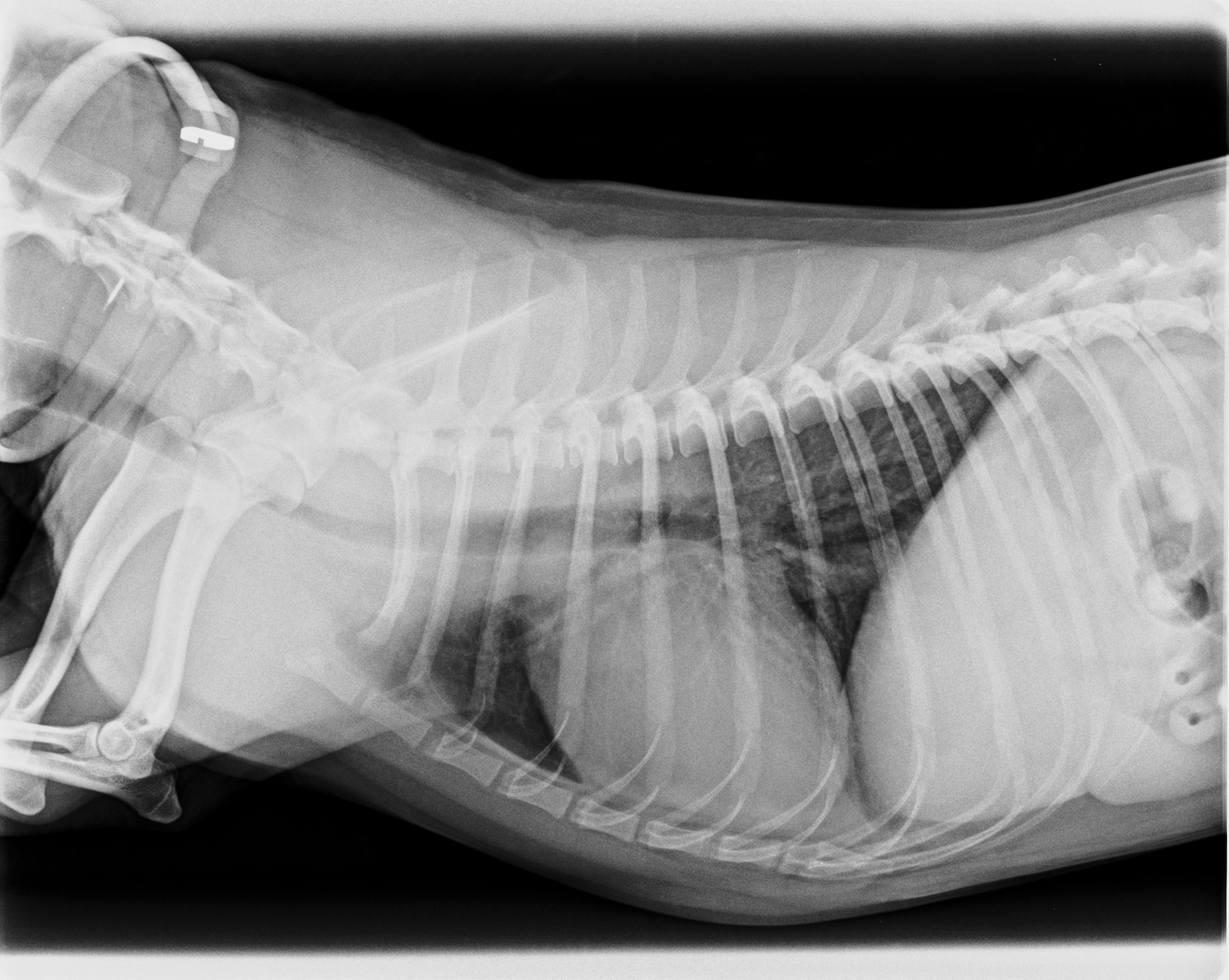 Radiologia-digital3